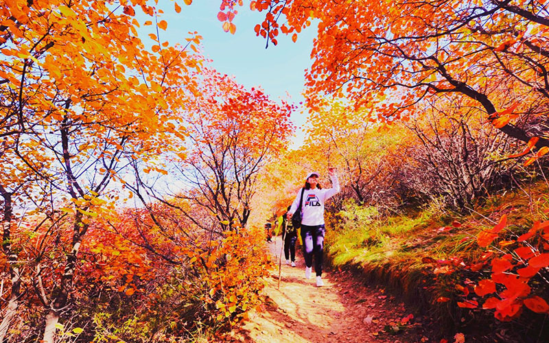 月博佛照山秋季漫山红叶，供游客免费观赏